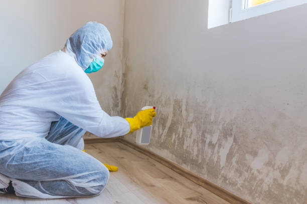 Licensed Mold Remediation service in Kings Park, VA - WQB Mold Removal